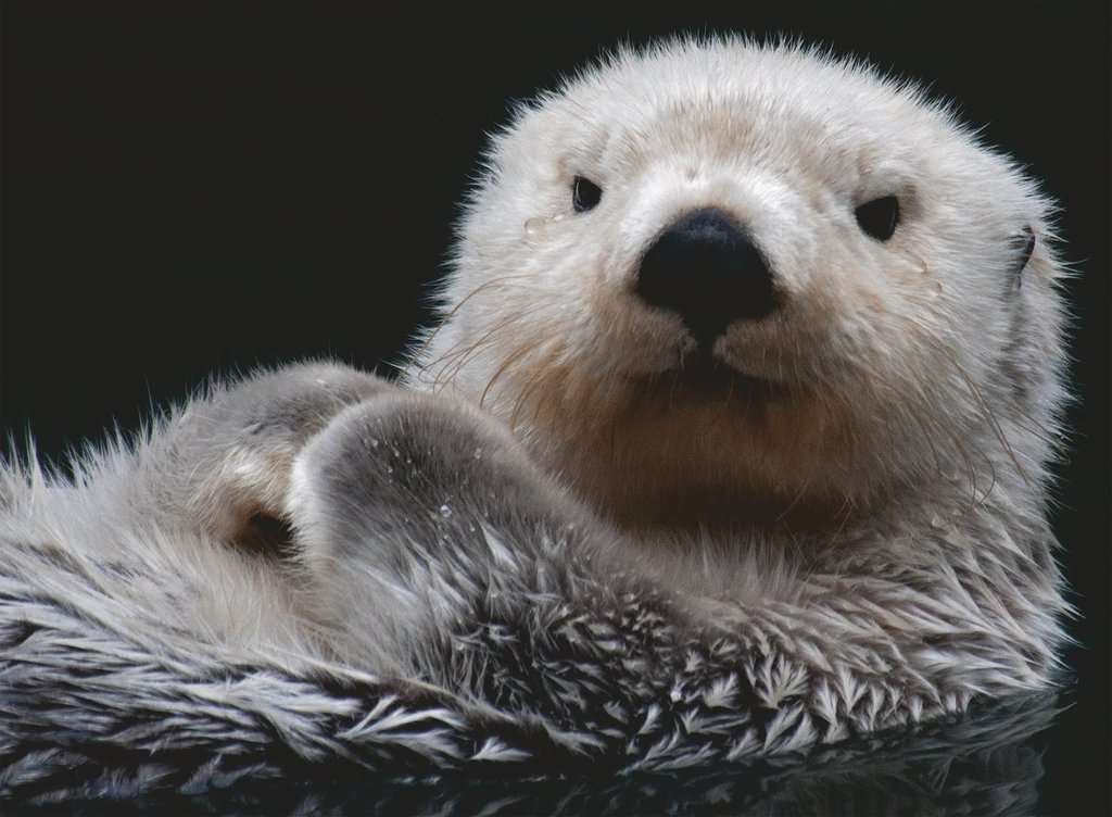 Ravensburger Puzzle 500 Teile Süßer kleiner Otter