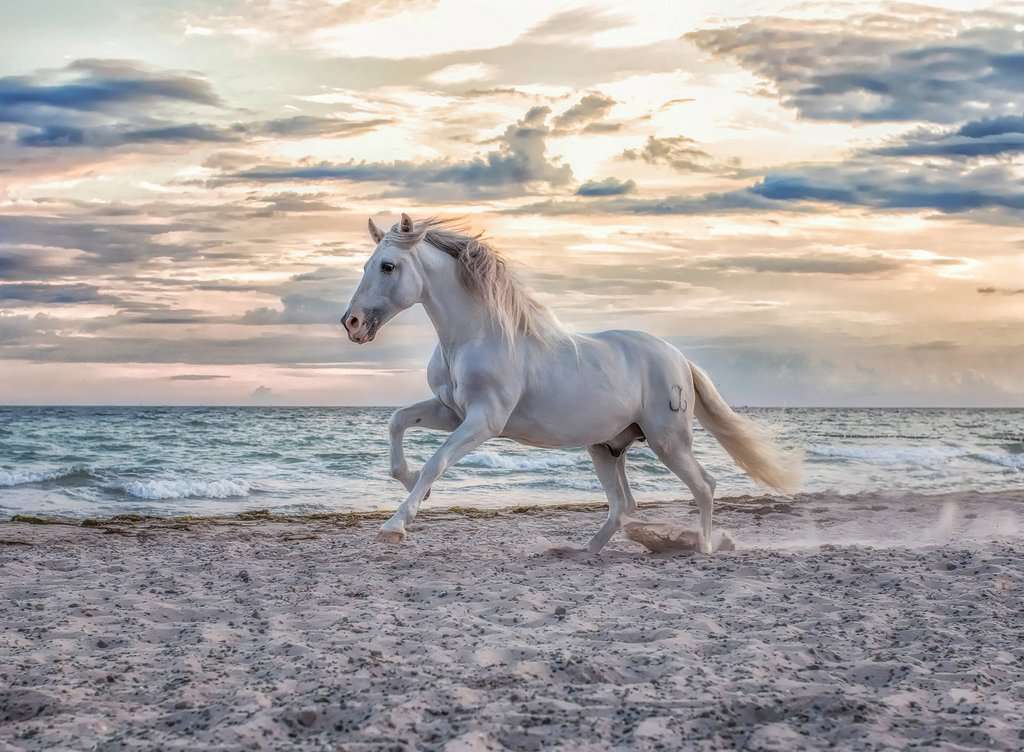 Ravensburger Puzzle 500 Teile Pferd am Strand