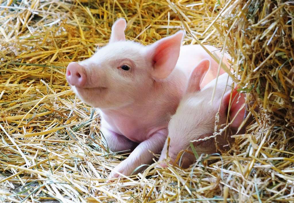 Ravensburger Puzzle 2 X 12 Teile Unsere Bauernhoftiere