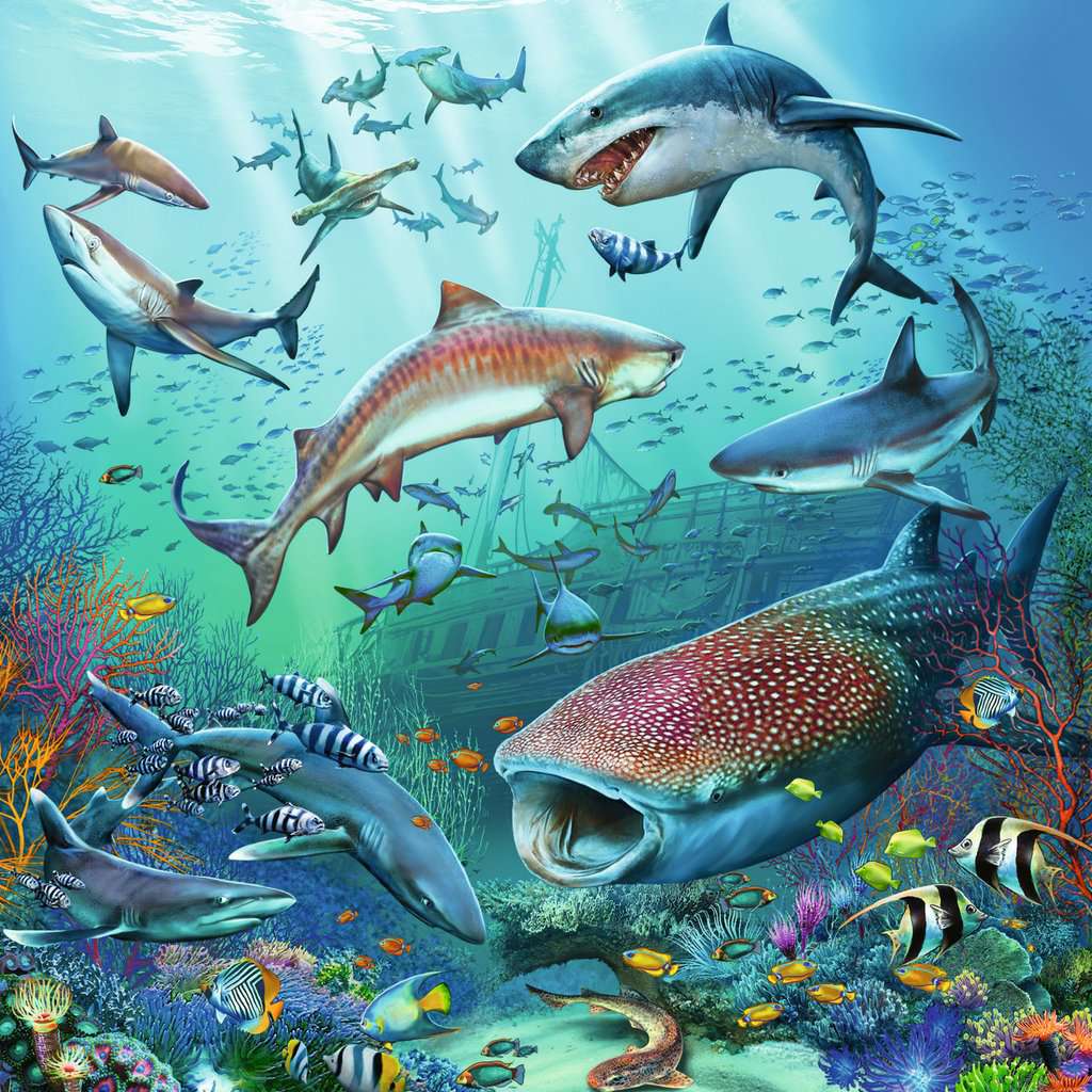 Ravensburger Puzzle 3 X 49 Teile Tierwelt des Ozeans