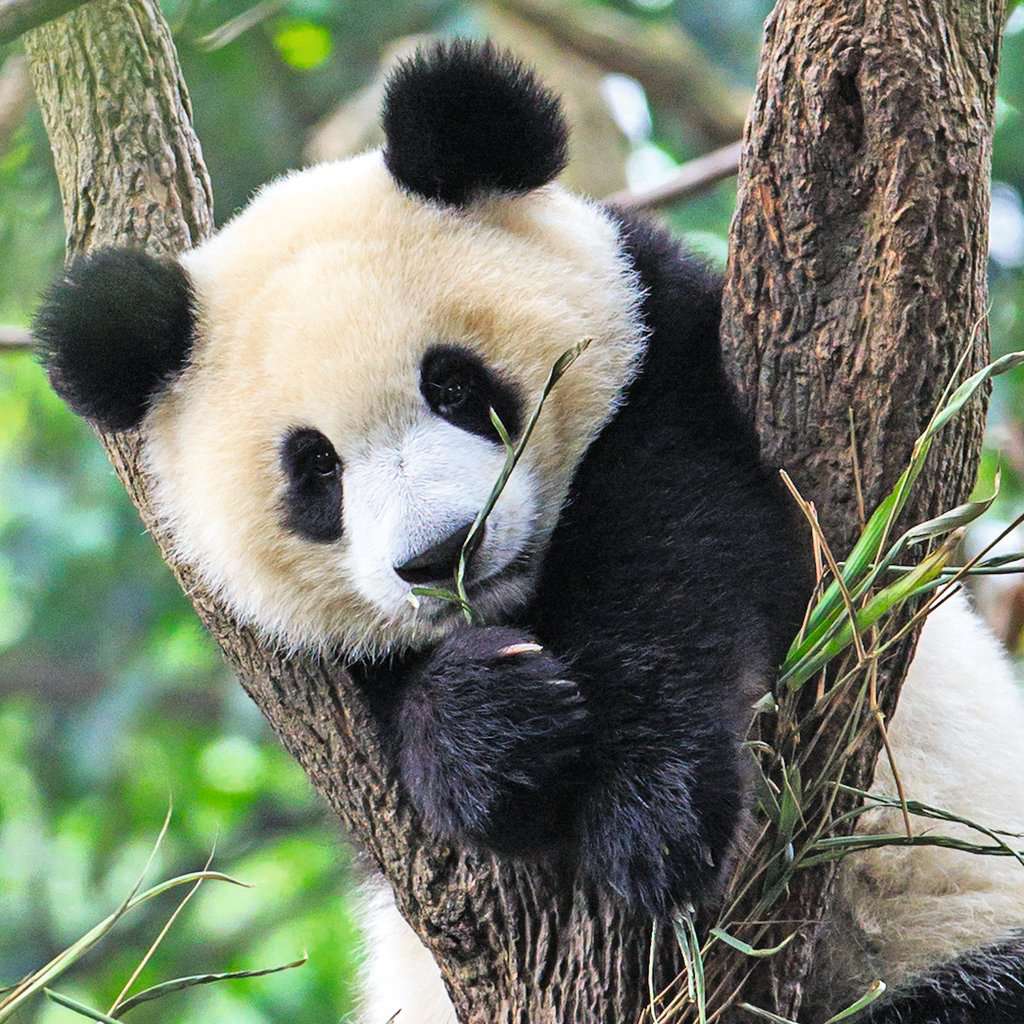 Ravensburger Puzzle 3 X 49 Teile Panda Tiger und Löwe