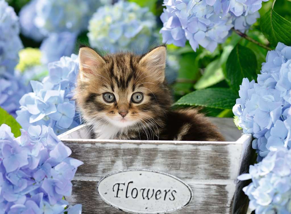 Ravensburger Puzzle 300 Teile Kleine Katze