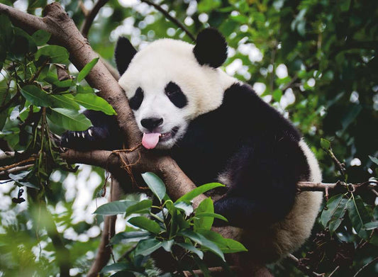 Ravensburger Puzzle 500 Teile Pandabär