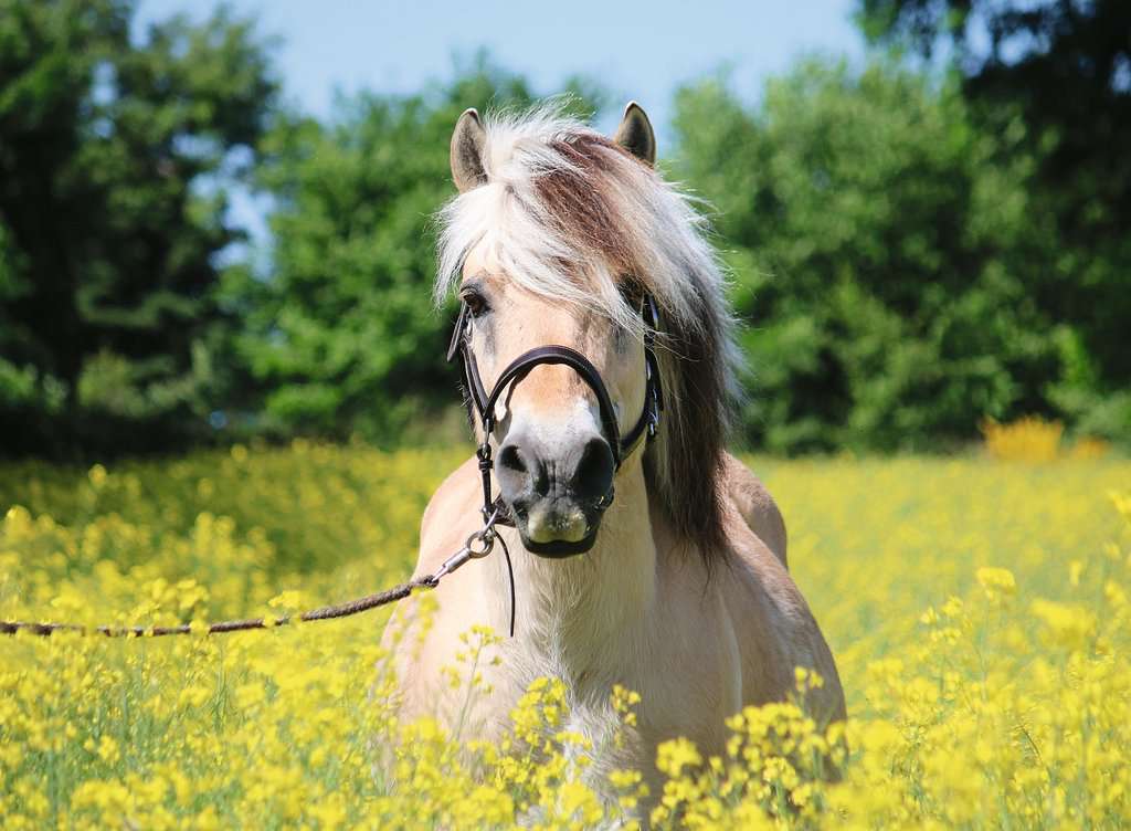 Ravensburger Puzzle 500 Teile Pferd im Rapsfeld