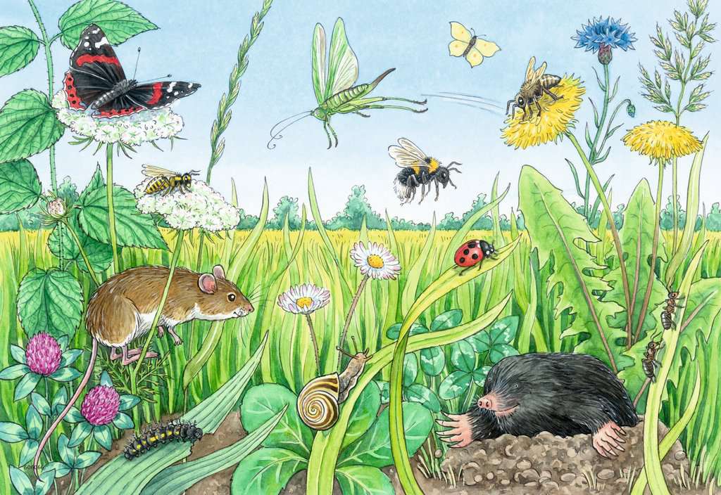 Ravensburger Puzzle 2 X 12 Teile Wieso? Weshalb? Warum? Tiere im Wald und auf der Wiese
