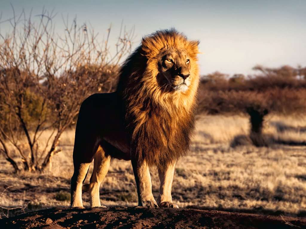Ravensburger Puzzle 1500 Teile Der Löwe. Der König der Tiere