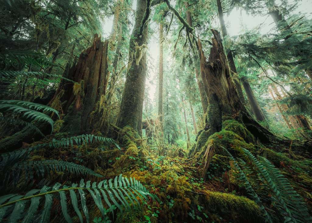 Ravensburger Puzzle 1000 Teile Faszinierender Wald