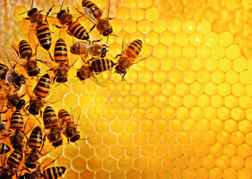 Ravensburger Puzzle 1000 Teile Bienen