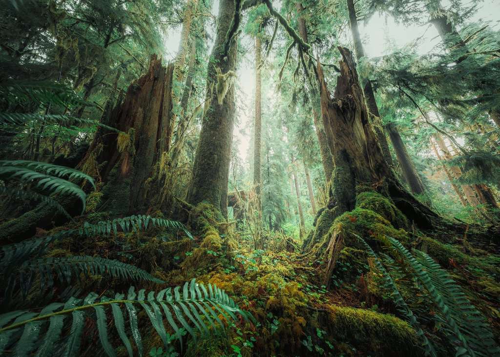 Ravensburger Puzzle 1000 Teile Faszinierender Wald