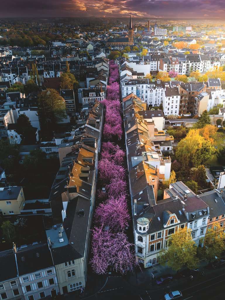 Ravensburger Puzzle 1500 Teile Blühendes Bonn