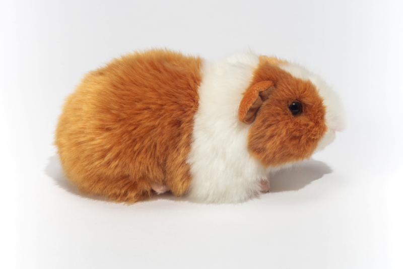 Meerschweinchen gold/weiß 20 cm