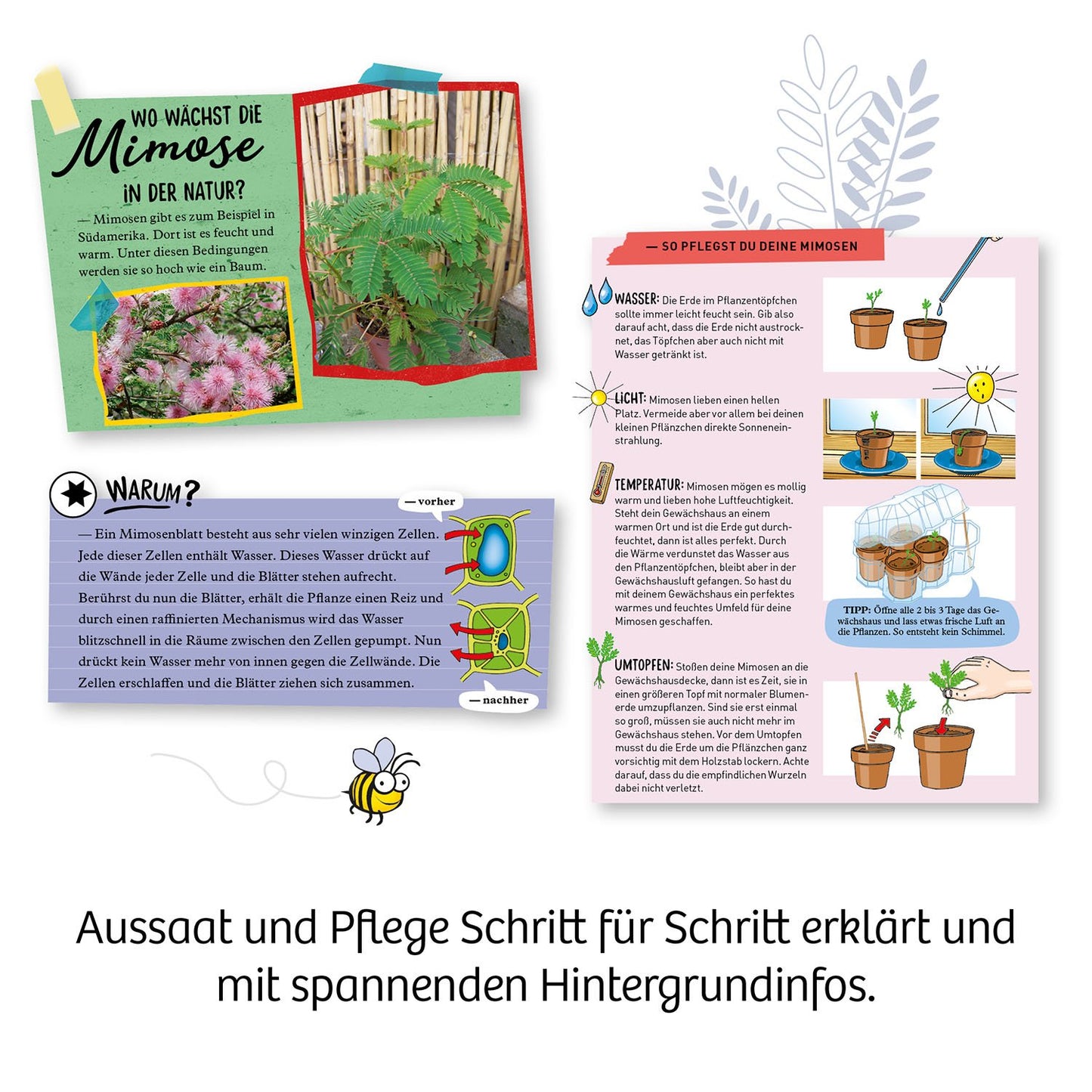 Experimentierset Mimosen Garten
