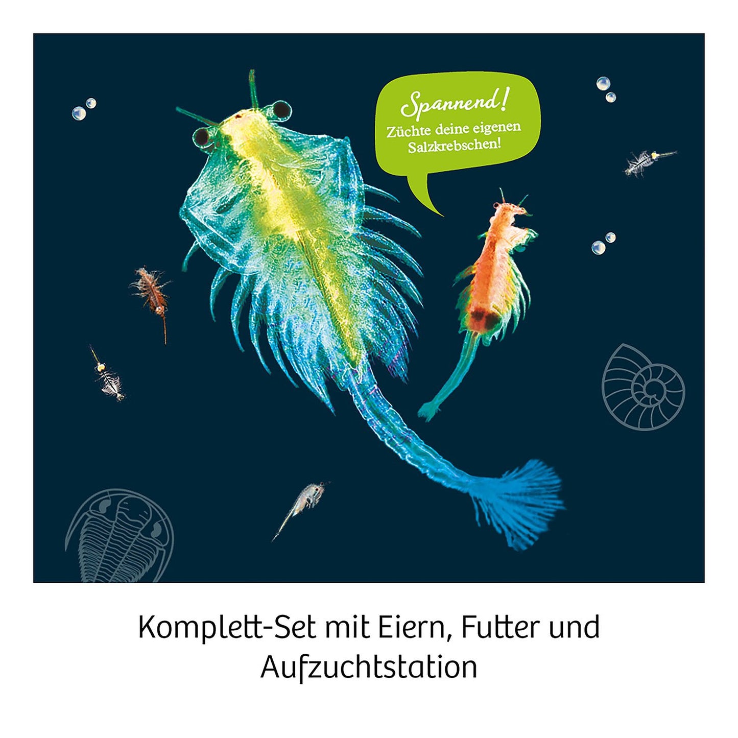 Experimentierset Urzeit-Krebse