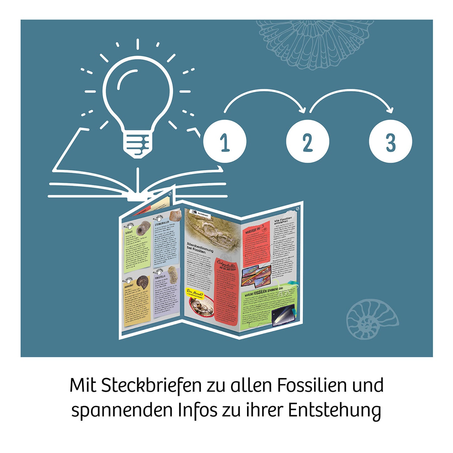 Ausgrabungsset Fossilien