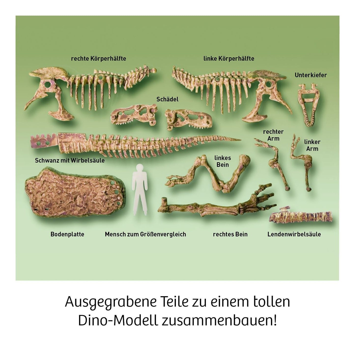 Kosmos Ausgrabungs-Set T-Rex 3D